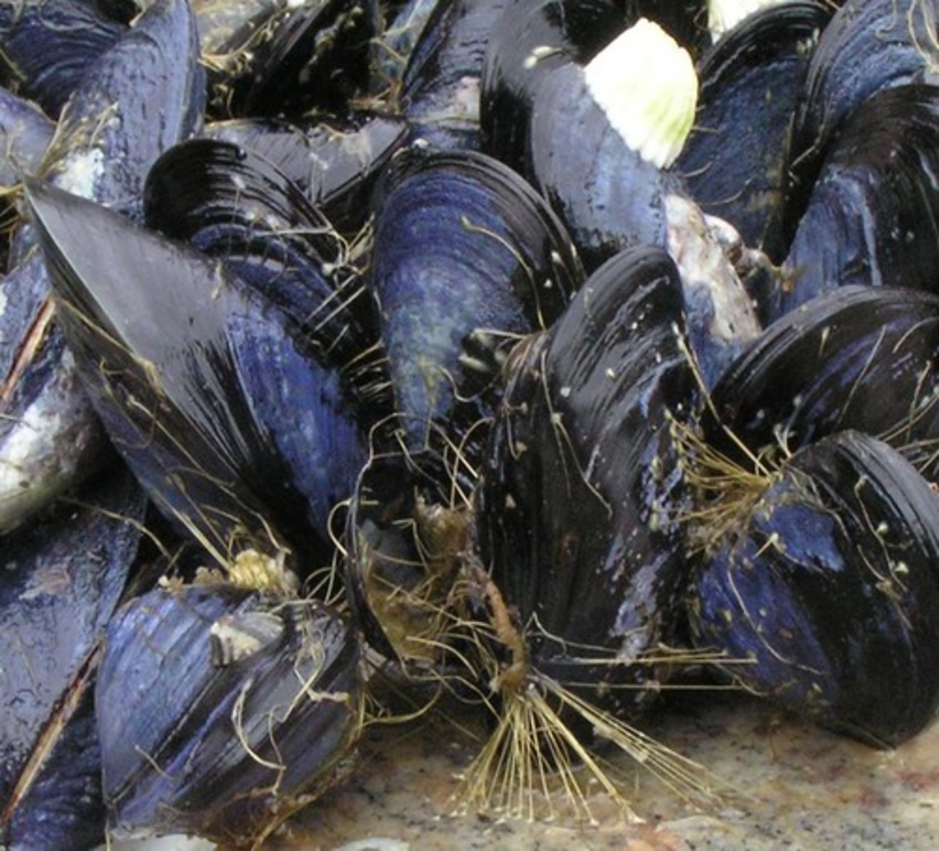 <p>mussels</p>