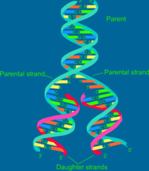 <p>Occurs during S phase in which a cell makes a copy of the DNA in its nucleus.</p>