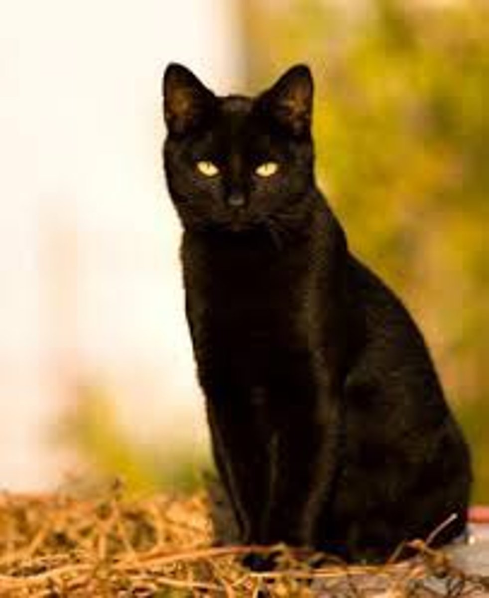 <p>a small animal</p>