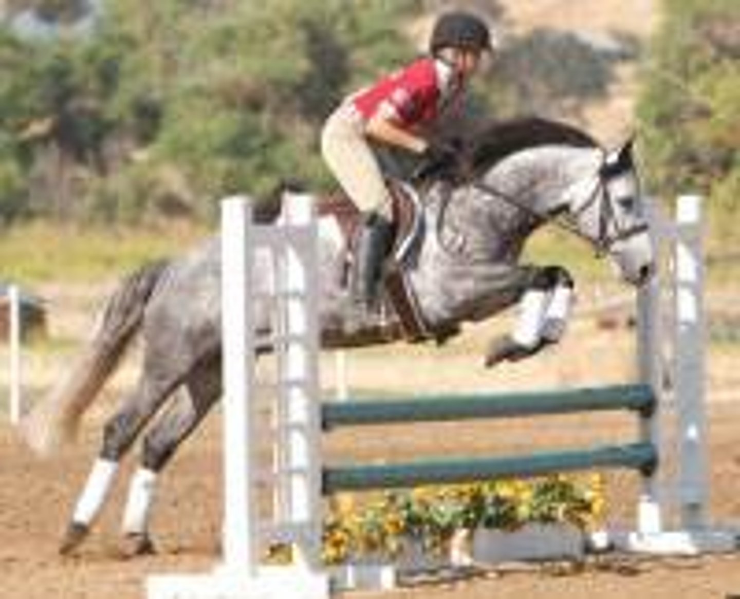 <p>ireland breed of pony, "Sports pony", developed from predecessors from icelandic ponies</p>