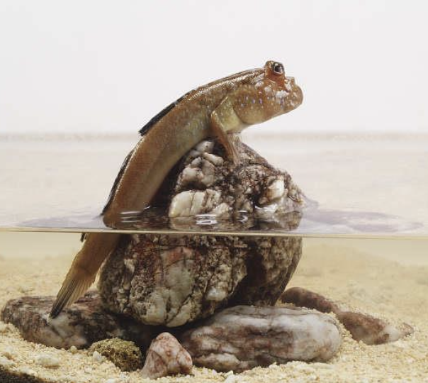 <p>What type of fish is shown in the picture?</p>