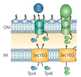 <p>2-stage</p><p>Sec dependant</p><p>Stage 1= transport protein by Sec to the periplasm</p><p>Stage 2 = transport protein across OM</p><p>2-partner System; 2 proteins secreted via Sec across IM/CM, TpsB(translocator), TpsA (effector)</p><p>Autotransporter; NaIP is a mutlidomain protein created as precursor protein across the IM via Sec, Traslocator domain inserts into OM and facilitates transport of passenger domain, excreated protein can remain ancoured to OM or be clevaed.</p>