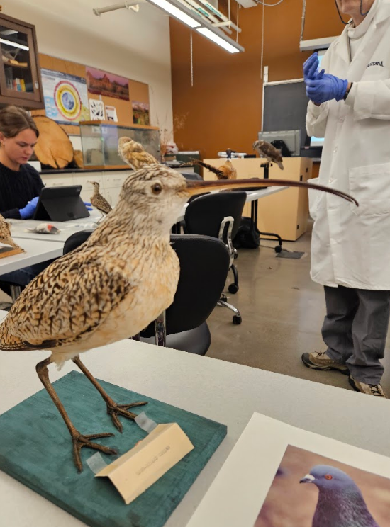 <p>the bill curves downwards</p>