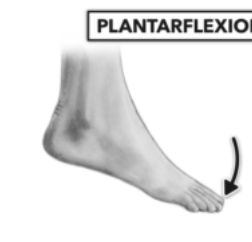<p>Pointing your toes downwards, such as when driving a car or dancing.</p>