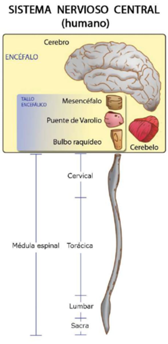 <p>Encéfalo: Cerebro, cerebelo, tronco encefálico<br>Médula espinal</p>