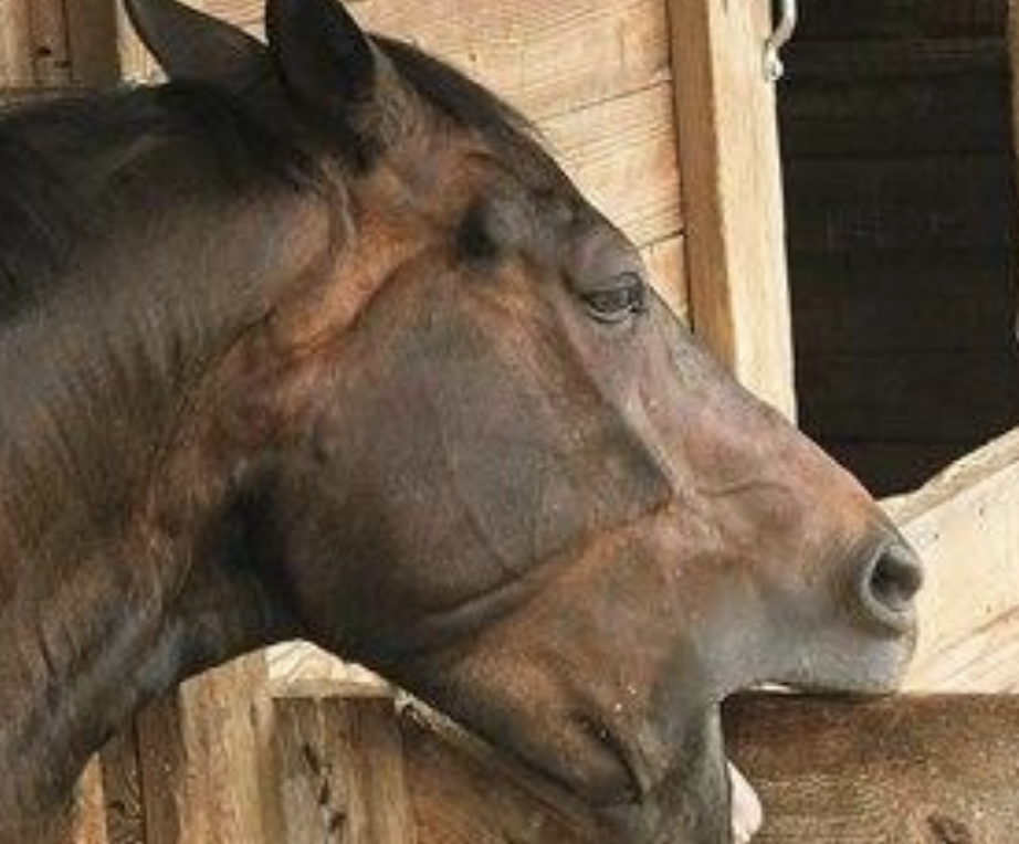 <p>What behavior refers to the horse biting onto a solid structure and drawing in air, releasing endorphins? It can result in weight loss, excessive teeth wear, and colic, as well as well-developed ventral neck muscles. Muzzles and collars can be used to prevent it.</p>
