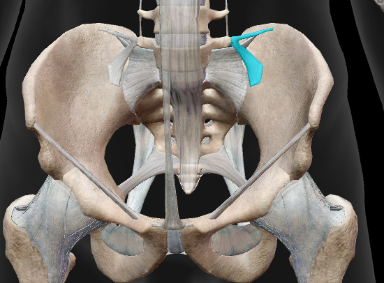 <p><span>lig. Iliolumbale</span></p>