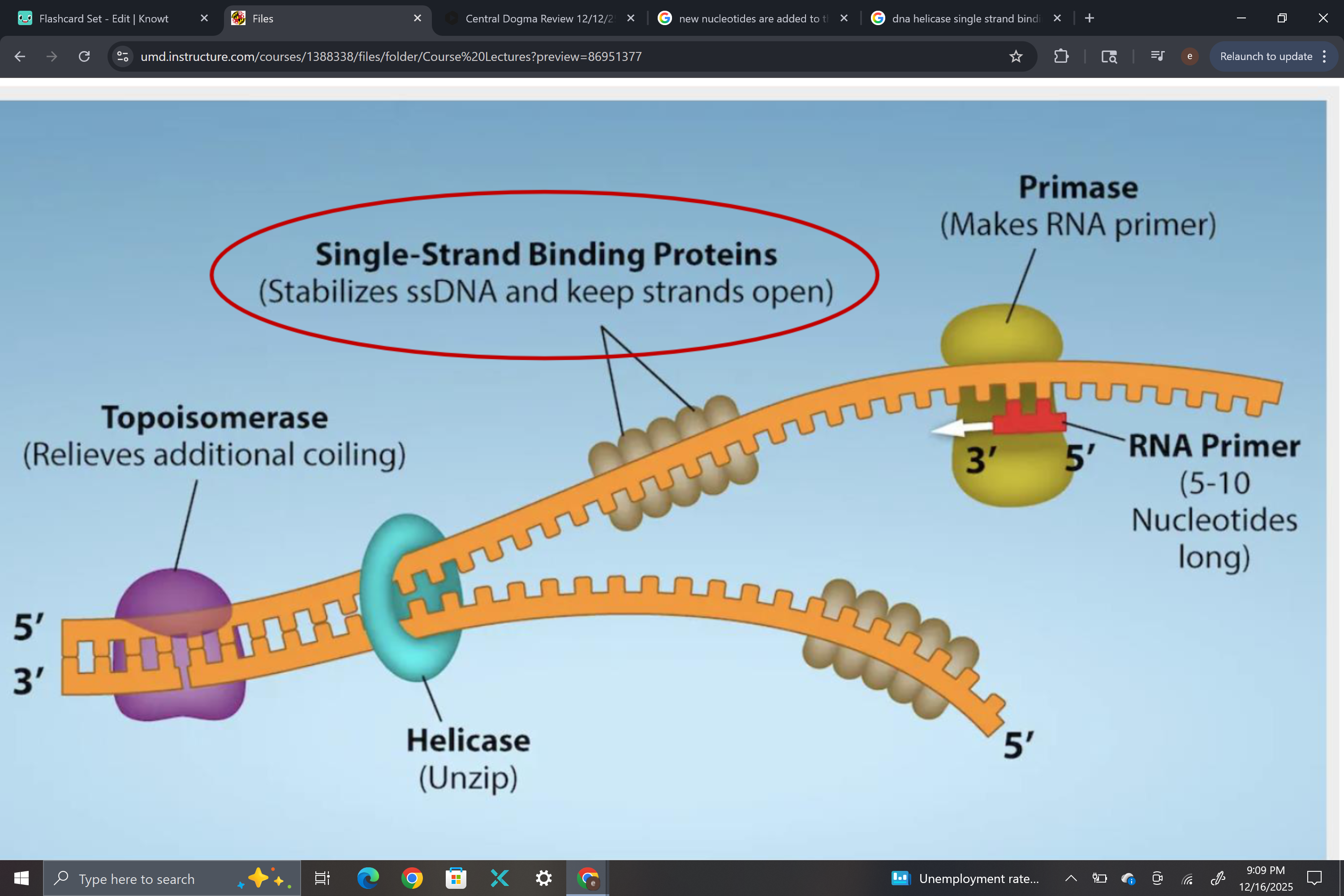 <ul><li><p><span style="background-color: transparent; font-family: "Times New Roman", serif;"><span>DNA HELICASE: unwinds the 2 strands of DNA</span></span></p></li><li><p><span style="background-color: transparent; font-family: "Times New Roman", serif;"><span>Single-strand binding proteins: bind to each strand to stop them from recoiling</span></span></p></li><li><p><span style="background-color: transparent; font-family: "Times New Roman", serif;"><span>Primase: binds to the single strand of DNA and makes RNA primer</span></span></p></li><li><p><span style="background-color: transparent; font-family: "Times New Roman", serif;"><span>RNA primer: makes a small nucleotide that acts like a starting point; goes in the 5’ to 3’ direction</span></span></p></li><li><p><span style="background-color: transparent; font-family: "Times New Roman", serif;"><span>Topoisomerase: binds to double helix to prevent even more coiling</span></span></p></li></ul><p></p>