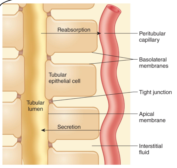 <p>Transport between cells as mediated by tight junctions (mainly ions)</p>