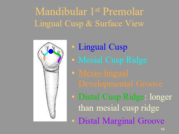 <ul><li><p><span style="color: blue">1 = Lingual Cusp</span></p></li><li><p>2 = Mesial Cusp Ridge</p></li><li><p>3 =Mesio-lingual Developmental Groove</p></li><li><p><span style="color: green">4 = Distal Cusp Ridge</span></p></li><li><p><span style="color: purple">5 = Distal Marginal Groove</span></p></li></ul>