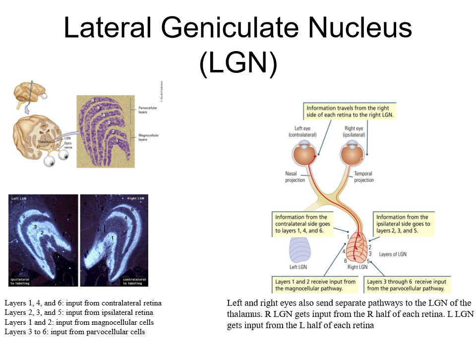<p><mark data-color="rgba(0, 0, 0, 0)" style="background-color: rgba(0, 0, 0, 0); color: inherit;">A paired, six-layered, bean-shaped relay station in the thalamus that acts as the primary gateway for visual information traveling from the retina to the primary visual cortex</mark><span><span> (V1).</span></span></p><p></p><p>6 layers m-cells and p-cells go to different layers</p><p>right eyes info goes to certain layers same with the left</p><p>very separated and organized well</p>