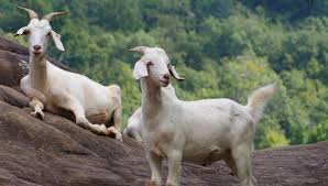 <p>Known for hardiness and ability to achieve substantial weight gains when under natural conditions without supplementary feeding. Large framed, generally white with a coat that ranges from slick in summer to flowing hair when run in mountain country in winter</p>