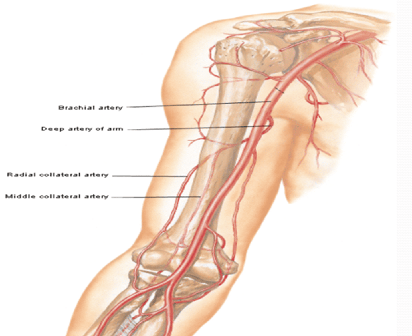<p>-Provides main arterial supply to the arm</p><p>-Course: continuation of the axillary a. that begins at the inferior border of teres major àruns in the arm medial to the humerus, and enters the forearm lateral to the median n. and deep to the bicipital aponeurosis to end in the cubital fossa, as it divides into the radial and ulnar aa.</p>