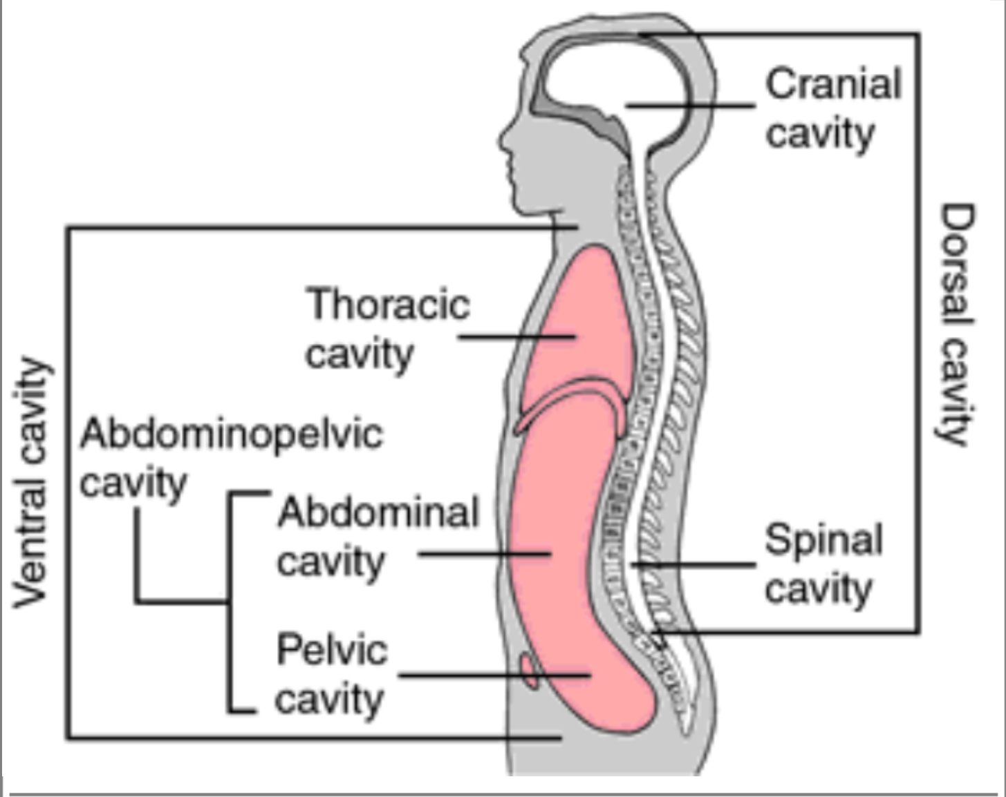 <p>ENTIRE front of the body </p>