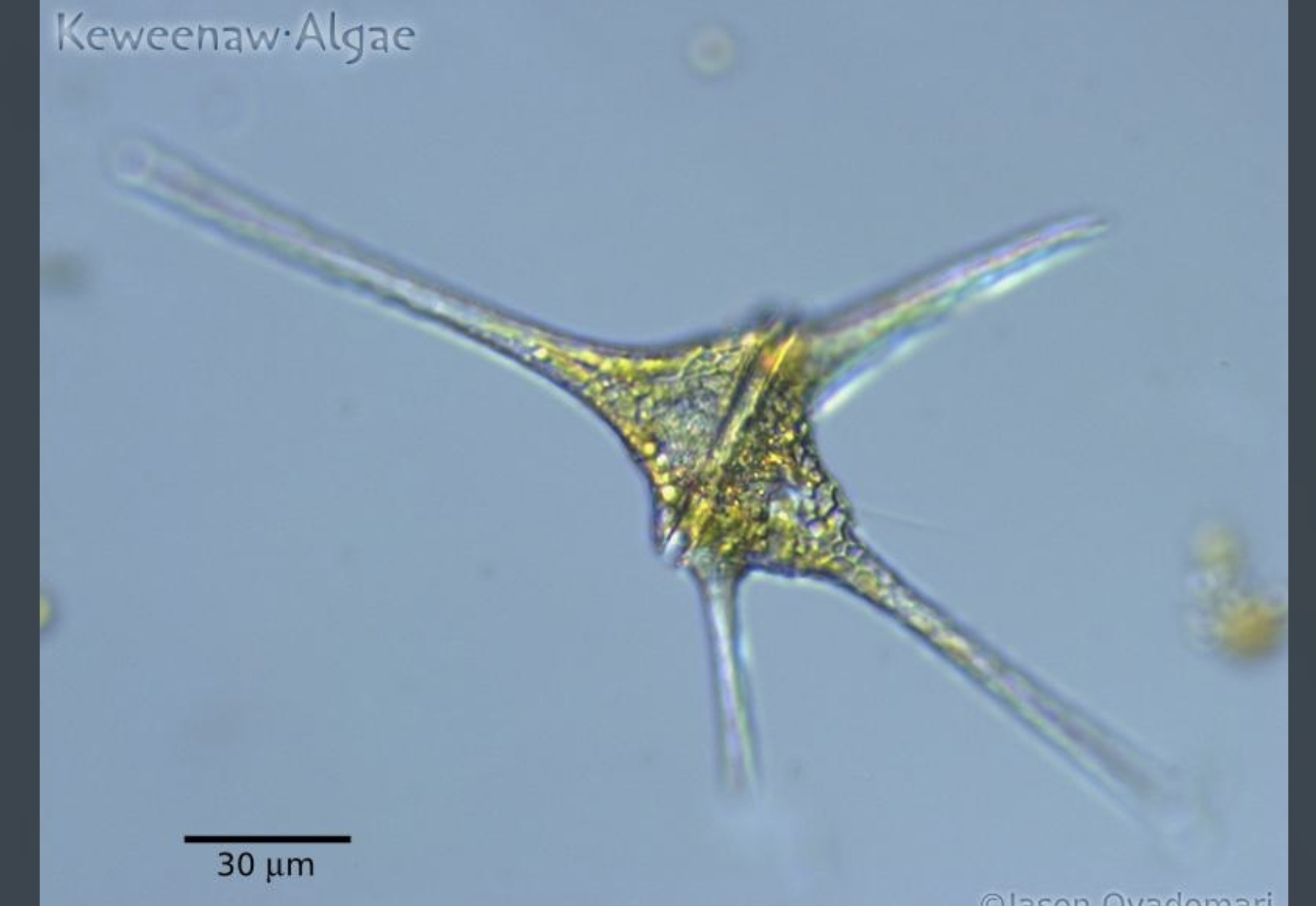 <p>Have sac-like vesicles call alveoli and two flagellas. Examples include dinoflagellates</p>
