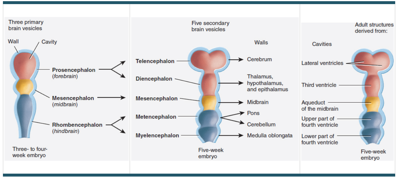 <p>What are the three primary brain vesicle?</p>