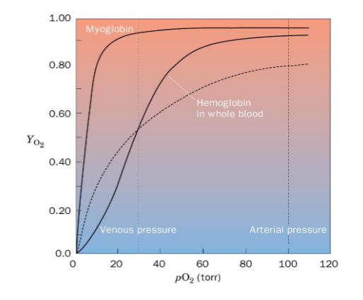 <p>sigmoidal shape because of positive cooperativity from low affinity T state to high affinity R state</p><p>Hb has high affinity and low affinity states</p><p>at high pO2 it has high affinity for oxygen</p><p>at low pO2 it has low affinity for oxygen</p>
