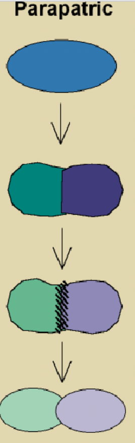 <p>parapatric speciation</p>
