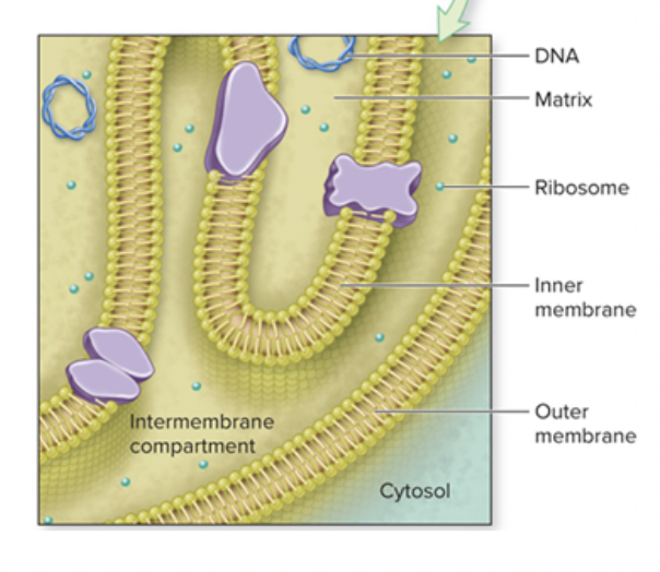 <p><span style="background-color: transparent; font-family: &quot;Proxima Nova&quot;, sans-serif;">The very innermost (light orange) area of the mitochondria</span></p>