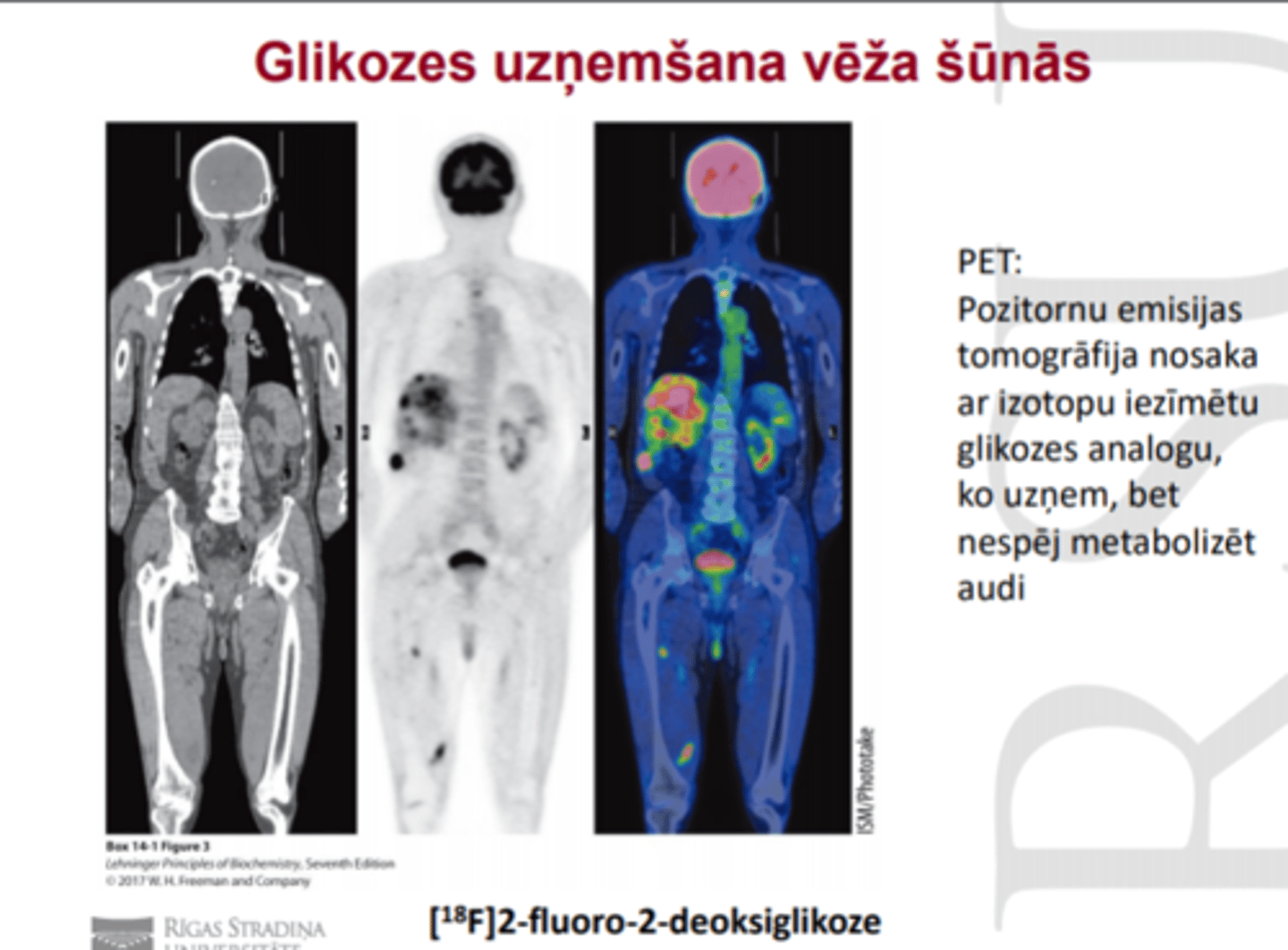 <p>10x lielāks glikozes patēriņš</p><p>uz šūnu virsmas daudz GLUT1 un GLUT3 glikozes transporteru</p>