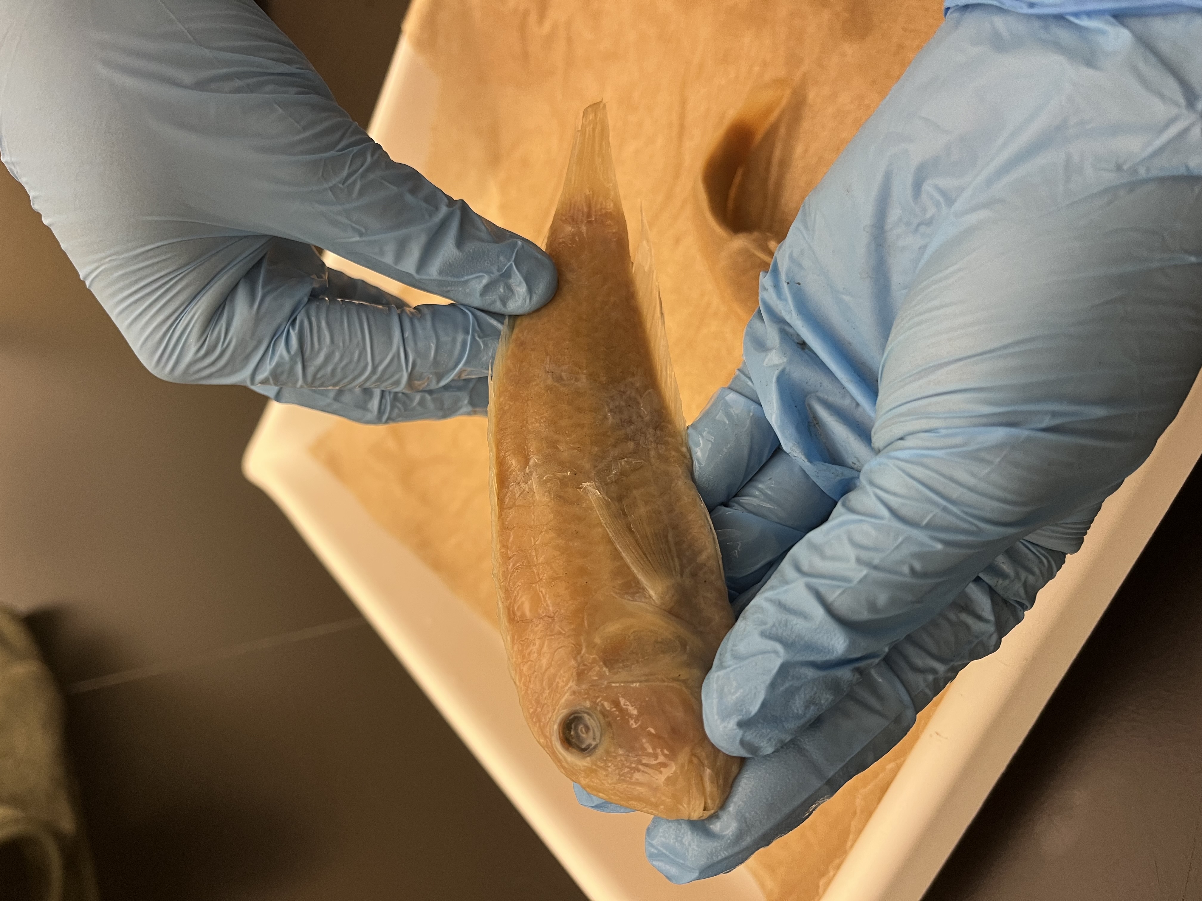 <p>Wrasses</p>