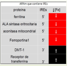 <p><mark data-color="blue" style="background-color: blue; color: inherit;">REGULACION X HIPÓXIA</mark></p><p><span data-name="plus" data-type="emoji">➕</span><strong><u>Eritropoyetina renal</u></strong> x HIPOXIA (<span data-name="arrow_down" data-type="emoji">⬇</span><span data-name="arrow_down" data-type="emoji">⬇</span>O2) =</p><ul><li><p><span data-name="plus" data-type="emoji">➕</span>ALA SINTASA 2 (ala sintasa eritroide de la medula) <span data-name="arrow_right" data-type="emoji">➡</span>Aceleradora de PROLIFERACIÓN y DIFERENCIACION a las <strong>células progenitoras eritroides</strong> (<span data-name="arrow_up" data-type="emoji">⬆</span>[Hb])</p></li></ul><p>POLIglobulia (<span data-name="arrow_up" data-type="emoji">⬆</span><span data-name="arrow_up" data-type="emoji">⬆</span>Cant glóbulos rojos): EPOC (Personas con enfermedades obstructivas crónicas) o personas que vivan en altura</p><p></p><p><span data-name="minus" data-type="emoji">➖</span><strong><u>Eritropoyetina</u> </strong>x <span data-name="arrow_up" data-type="emoji">⬆</span><span data-name="arrow_up" data-type="emoji">⬆</span>O2= <span data-name="minus" data-type="emoji">➖</span>ALA SINTASA 2</p><ul><li><p><span data-name="arrow_up" data-type="emoji">⬆</span><span data-name="arrow_up" data-type="emoji">⬆</span> Síntesis de ADN y Vias de las pentosas (ribosa y desoxribosa)</p></li></ul><p></p><p><mark data-color="#876631" style="background-color: rgb(135, 102, 49); color: inherit;">REGULACIÓN X HIERRO</mark></p><ul><li><p><span data-name="minus" data-type="emoji">➖</span>ALA SINTASA 2 también regulada x <span data-name="arrow_down" data-type="emoji">⬇</span><span data-name="arrow_down" data-type="emoji">⬇</span>Fe (intracelular) regulado x Proteínas reguladoras de hierro (IRE).</p></li><li><p>IRP 1 y 2 se unen al IRE en 5´ (inhibiendo síntesis Ala sintasa 2/ Ala sintasa eritrocitaria)</p><p></p></li></ul><p><span data-name="arrow_up" data-type="emoji">⬆</span>Fe= <strong>IRP 1</strong> actúa como enzima aconitasa citosólica armada (unida a Fe)</p><p><span data-name="arrow_down" data-type="emoji">⬇</span><span data-name="arrow_down" data-type="emoji">⬇</span>Fe = <strong>IRP 1</strong> Aconitasa desarmada se une a IRE y se vuelve proteína de respuesta al hierro</p><p></p><p><span data-name="arrow_up" data-type="emoji">⬆</span>Fe= <strong>IRP 2 unida a FBXL </strong>el proteosoma la degrada</p><p><span data-name="arrow_down" data-type="emoji">⬇</span>Fe = <strong>IRP 2 </strong>separada de FBXL y<strong> se une al IRE </strong>(y se une al ARNm de las proteínas en la tabla)</p><p></p><p><u>Para que se de la eritropoyesis necesito:</u></p><ul><li><p>Hierro, Vitamina B12, Ác fólico</p></li><li><p>Vitamina C, Cobre, B6</p></li></ul><p>Carencia de estas= ANEMIA PREMEDULAR (medula sana, pero sin material para formar glóbulos rojos)</p>