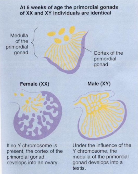<p>Indifferent (primordial) gonads</p><p>Presence of a Y chromosome triggers the synthesis of SRY protein at about 6 weeks of development; allows growth of the medulla into the testes while the cortex shrinks away</p>