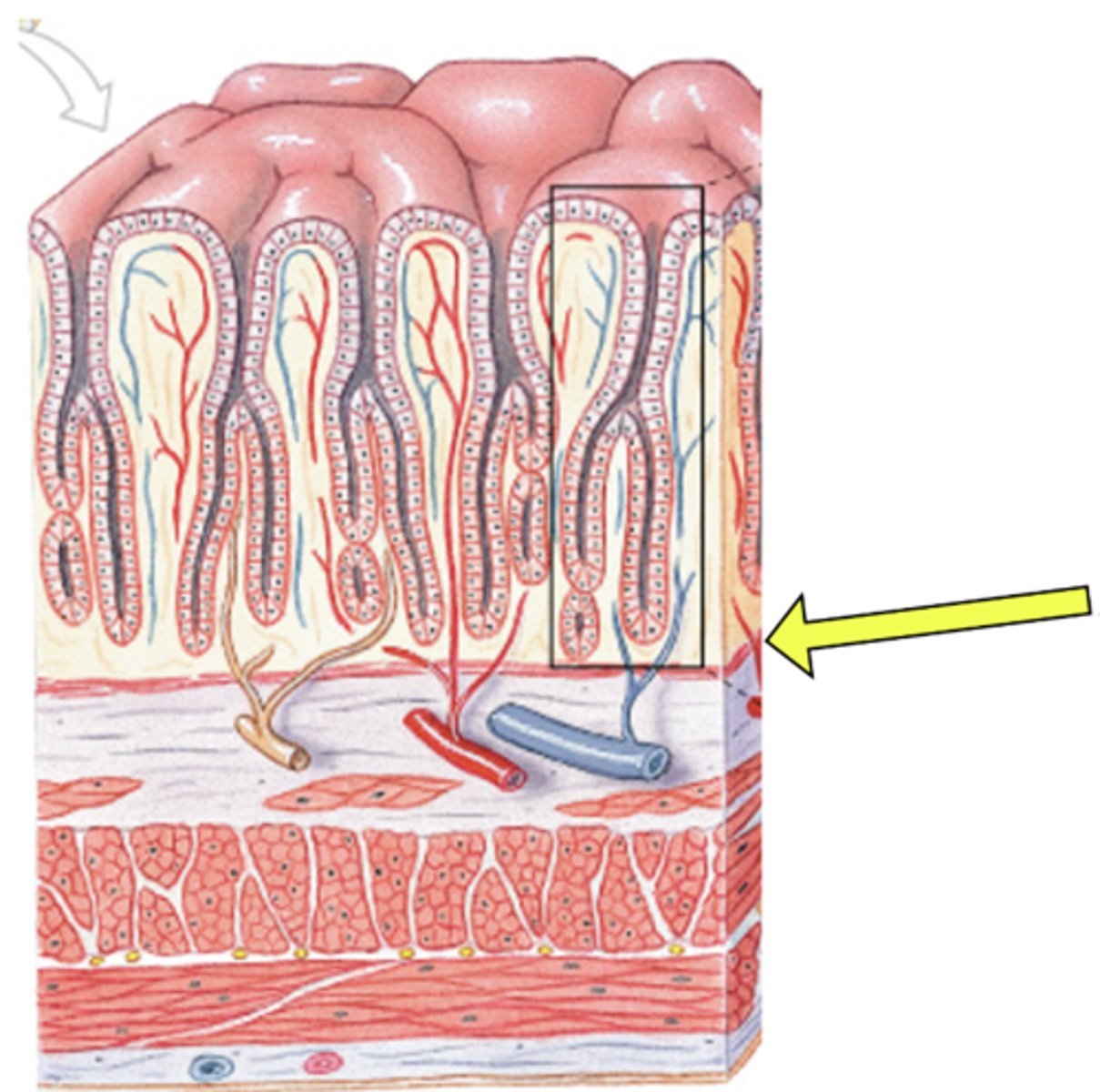 knowt flashcard image