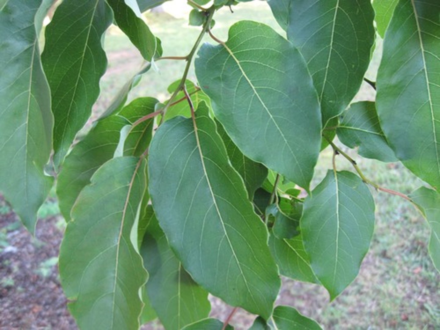 <p>Diospyros virginiana<br>Ebenaceae</p>