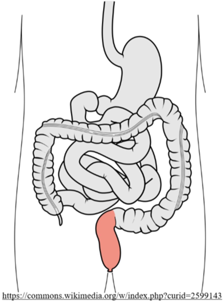 <p>rectum</p>