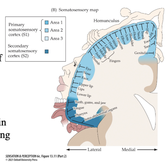 <p>map of each point on skin represented by a corresponding area in contralateral cortex (map is distorted)</p>