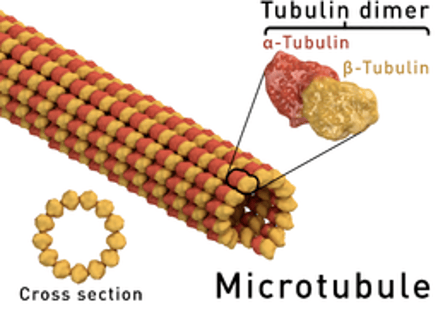 <p>What is the protein subunit of microtubules?</p>