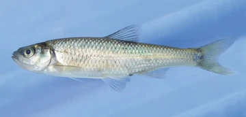 <p>Silver color with dusky back - fins can have pink or orange pigmentation on margins. Body is heaviest toward front. Head moderately large and blunt; eyes large; mouth large and forward pointing. most 2.5-4inches. Habitat: widely distributed in most habitats. In both warm and coldwater streams</p>