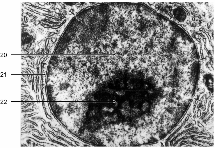 <p>Identify the structures labelled 20-22</p>