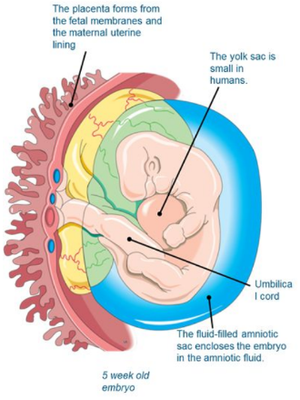 Five weeks after fertilization, the embryo is only 4-5 mm long, but already the central nervous system has developed and the heart is beating. 

* The embryonic membranes have formed. The amnion encloses the embryo in a fluid-filled space, and the fetal membranes (allanto-chorion) form the fetal portion of the placenta. 
* From two months the embryo is called a fetus.