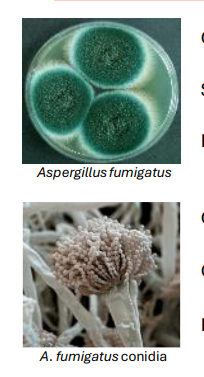 <ul><li><p>Caused by Aspergillus species (i.e., fumigatus, flavus)</p></li><li><p><strong>Soil-dwelling saprophytic mould </strong>(EXOGENOUS )</p></li><li><p>Releases <strong>conidia/spores </strong>(spores; 2–3 μm) into the air</p></li><li><p>Conidia are inhaled deep into the <strong>lung - respiratory epithelium </strong></p></li><li><p>Conidial swelling, germination, and <strong>hyphal growth</strong></p></li><li><p>Respiratory infections in patients with compromised immunity</p></li></ul><p></p>