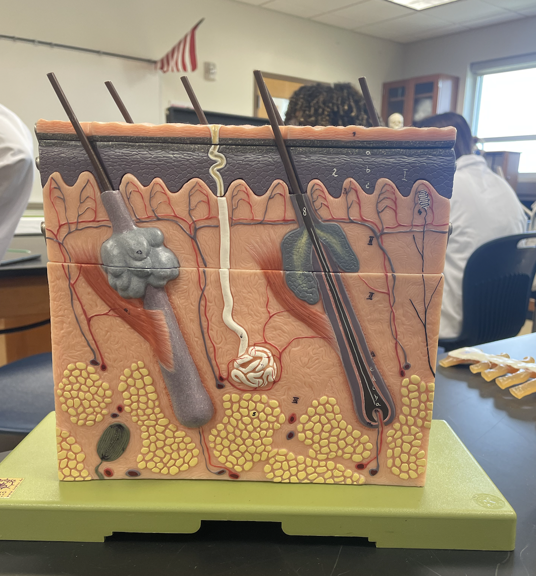 <p>Name the BLUE Gland?</p>