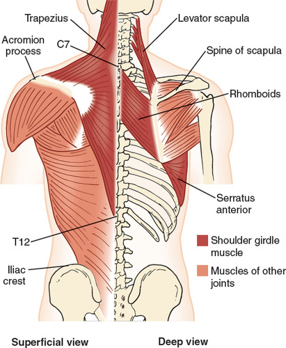 <p><span>-trapezius (CN 11)</span><br><span>-serratus anterior (long thoracic nerve)</span><br><span>-levator scapulae (c3-4)</span><br><span>-rhomboids (dorsal scapular)</span></p>
