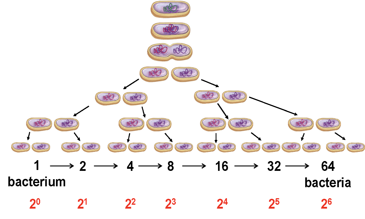 <p><strong> </strong>= time taken to get from N to 2N</p><p class="p3">- Bacterial doubling times can range from 10 minutes to 30 days. The <strong>average</strong> doubling time is between 20-60 minutes.</p><p class="p3">- Environmental factors (e.g., temperature, pH, nutrient availability) <strong>directly impact </strong>the doubling time.</p><p class="p4">- The effects of various environmental factors on growth rate(doubling time) can be examined using a closed growth system.</p><p class="p4"></p>