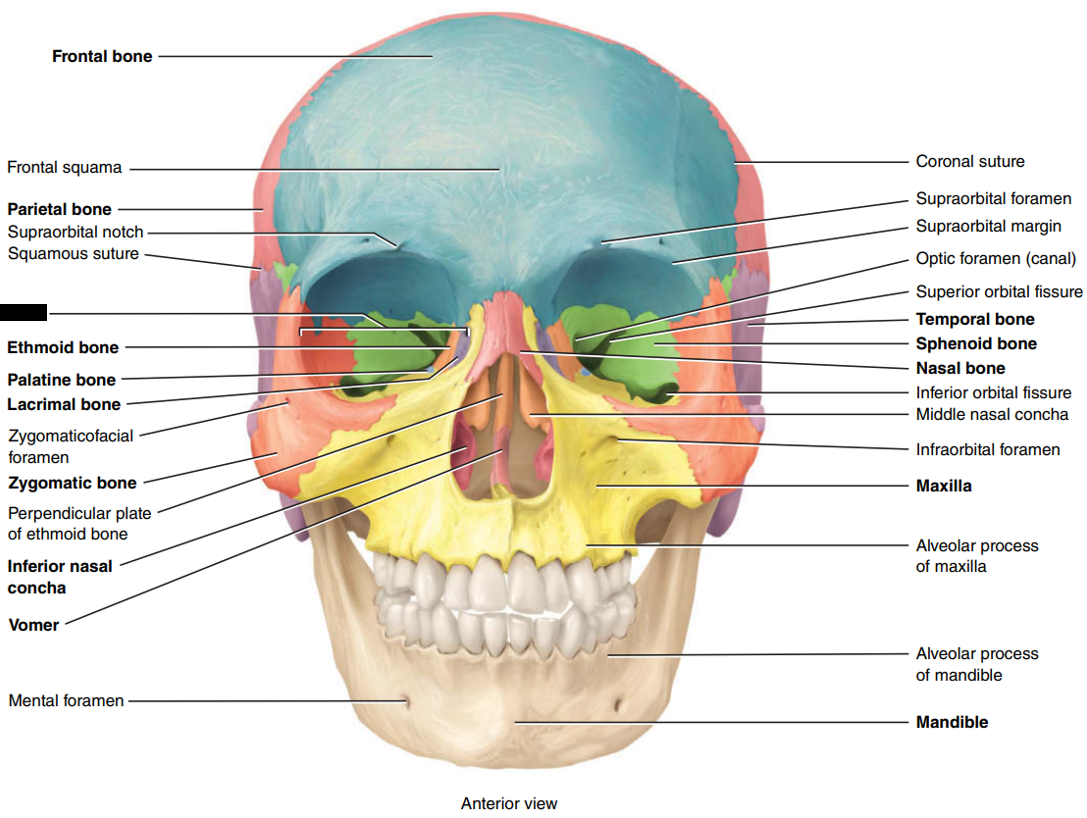 <p>State and identify which part of the cranial bone is being censored.</p>