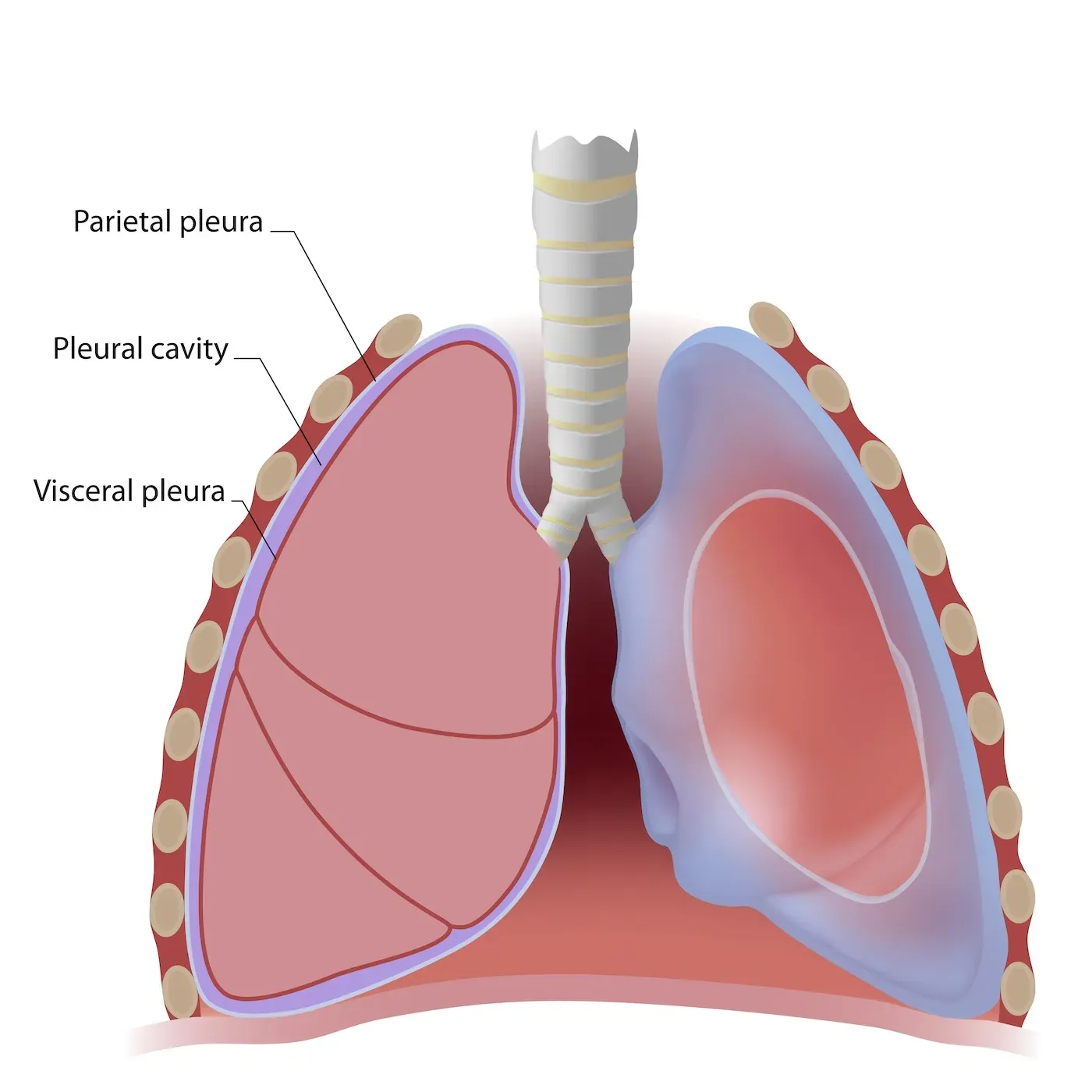 <p>Space between the pleural membranes around each lung, containing serous fluid.</p>