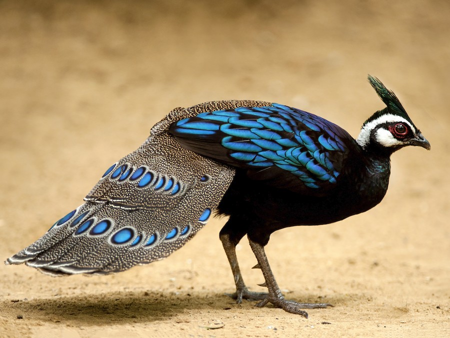 <p>Palawan Peacock Pheasant </p>