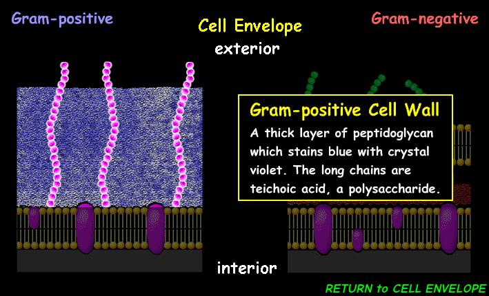 <p><span><span>protects the cell, maintains its shape, and facilitates interaction with the environment</span></span></p>