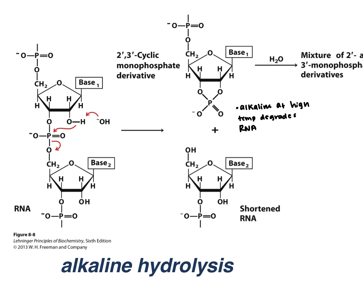2'OH gets deprotonated and attacks the phosphorus of the phosphodiester bond.
