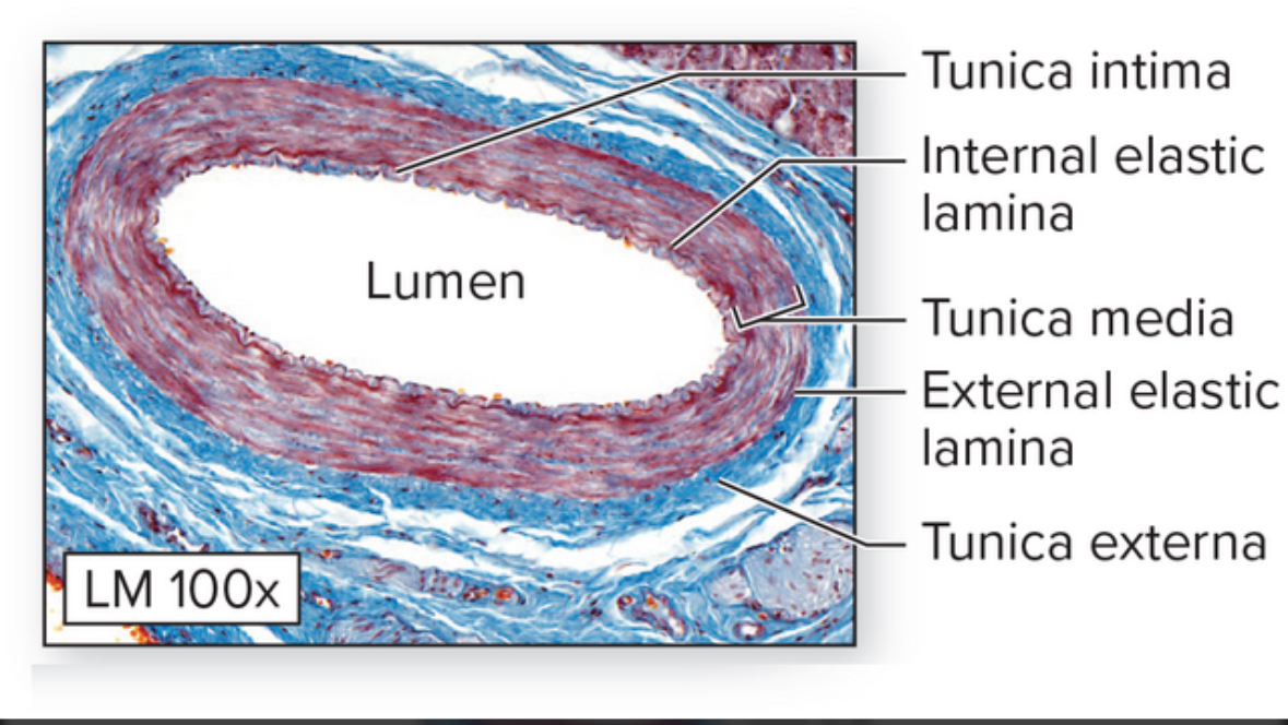 <p>Elastic artery</p>