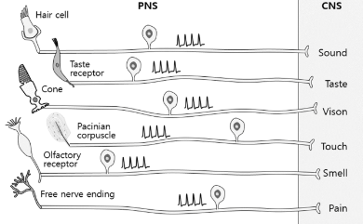 <p>- Light (photoreceptors)</p><p>- Chemical (chemoreceptors)</p><p>- Physical force (mechanoreceptors)</p><p>- Temperature (thermoreceptors)</p>