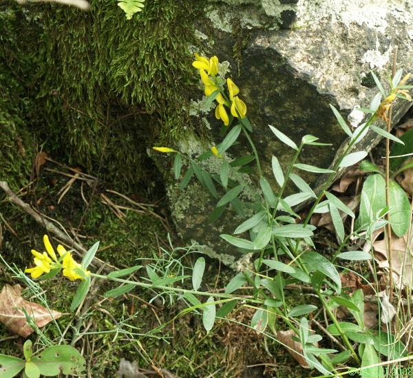 <p><span>kručinka barvířská</span></p>