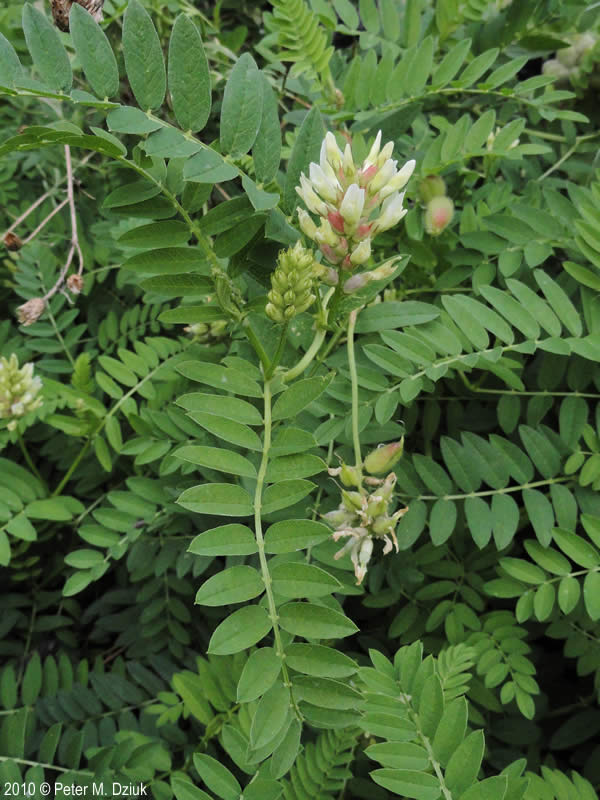 <p>Is this plant invasive and what is it called?</p>