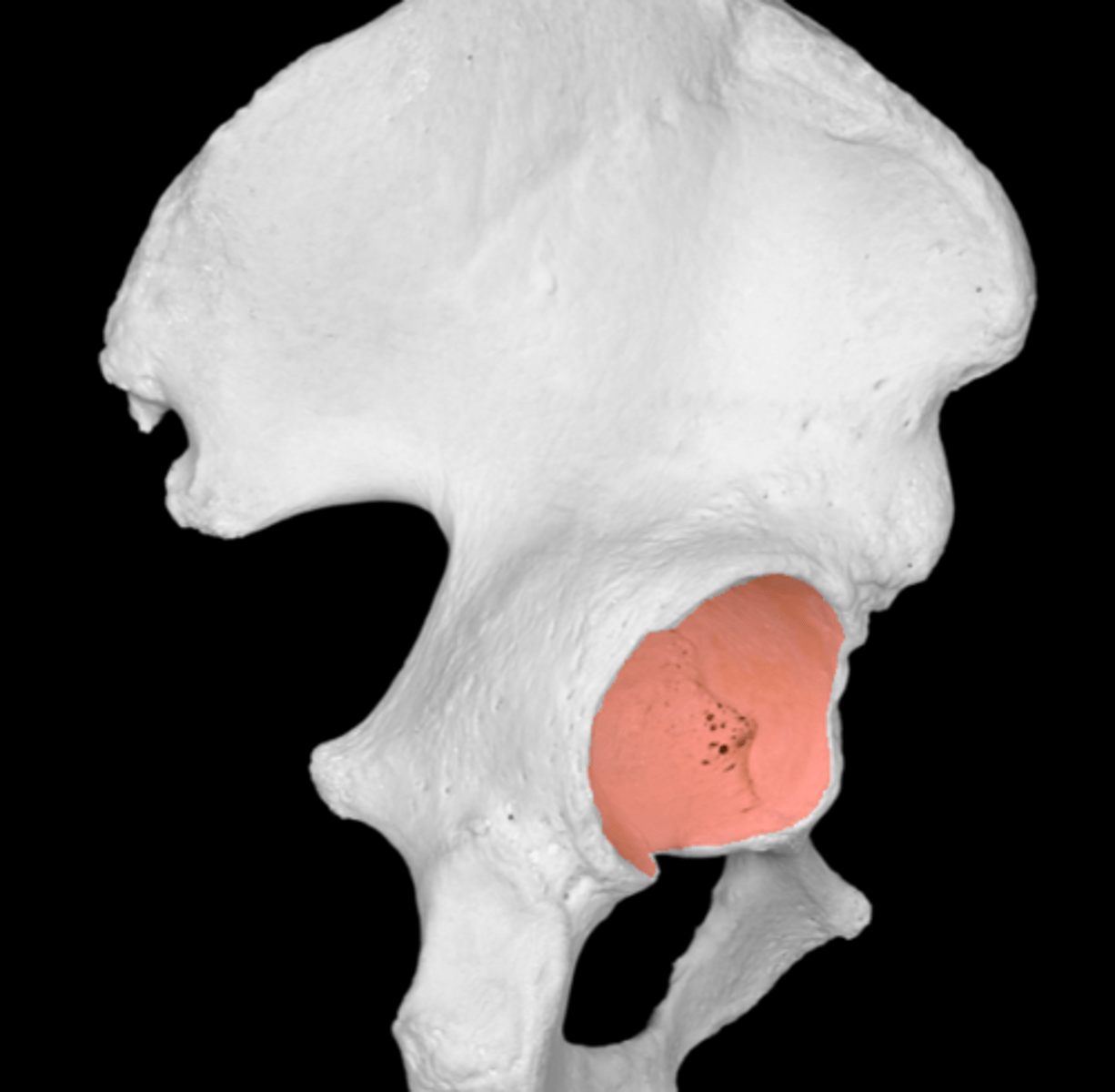 <p>articulates with head of femur</p>
