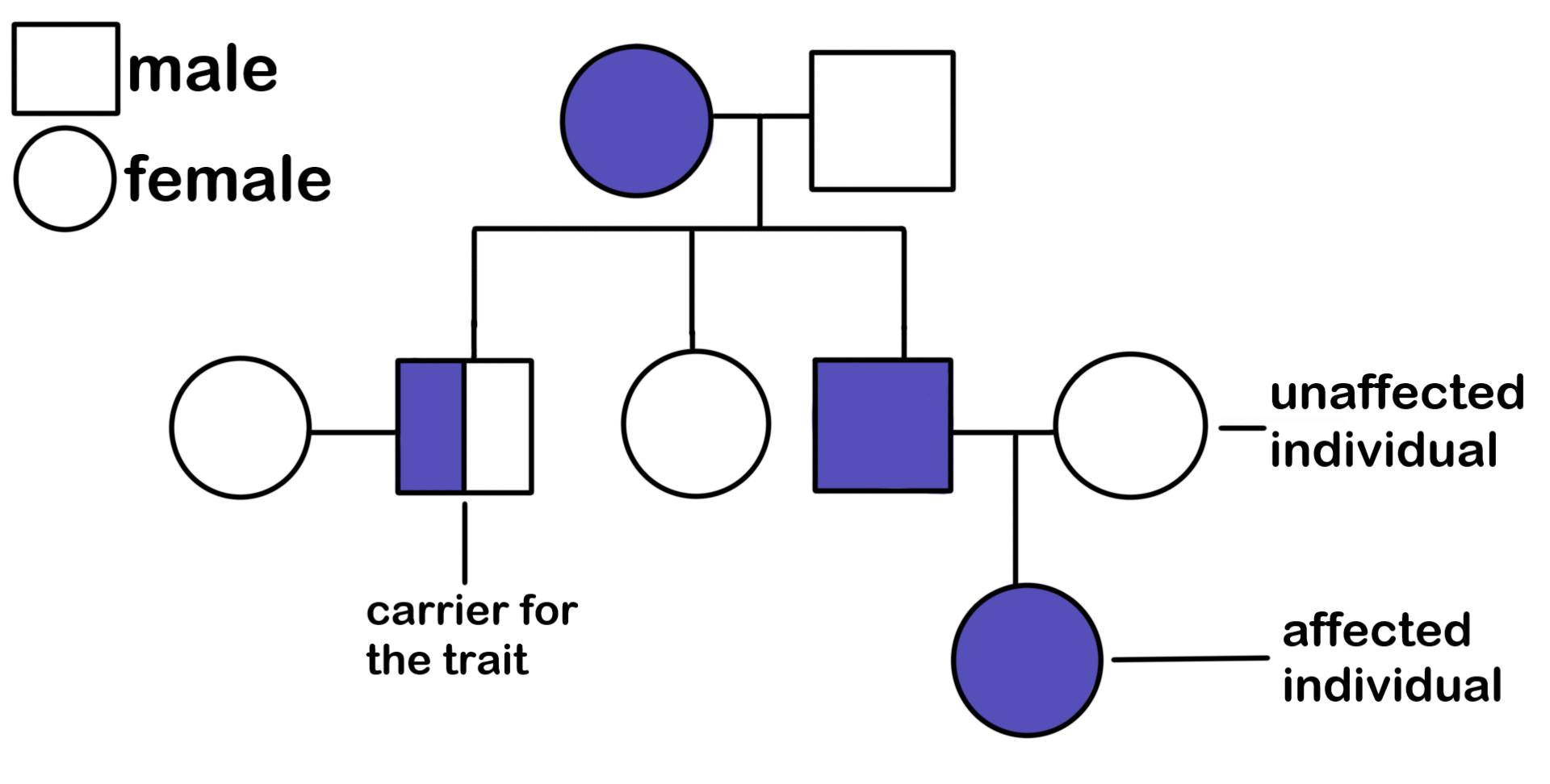 <p>A diagram that shows how a trait or health condition is passed down through generations within a family. </p>